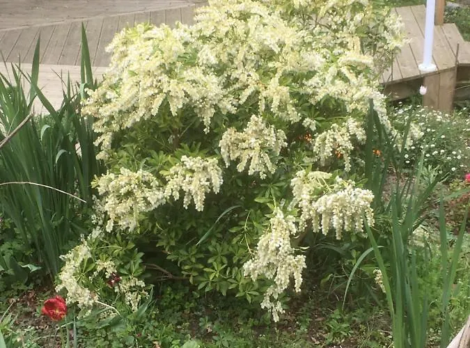 乐斯淘乐瑞思住宿加早餐旅馆 住宿加早餐酒店 3*